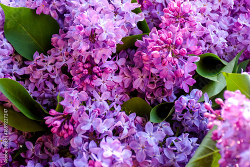 vivid lilac blossom in spring. purple syringa plant in the garden. closeup view in dappled light