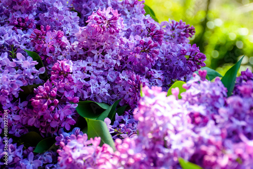 vivid lilac blossom in spring. purple syringa plant in the garden. closeup view in dappled light