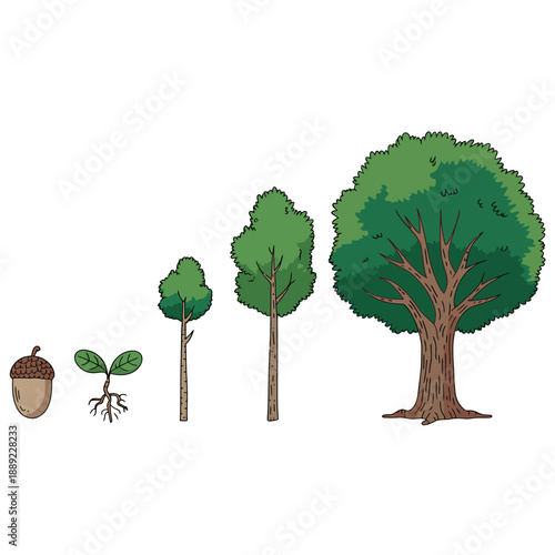 Tree Growth Stages Illustration