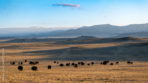 Photography Wild Buffalo in a field