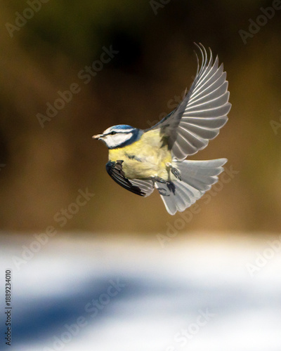 Flying Blue Tit