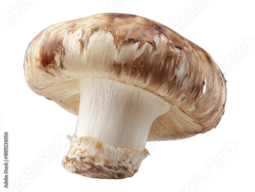champignon isolated on a transparent 