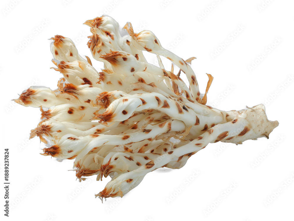 Fototapeta premium porree isolated on a transparent 