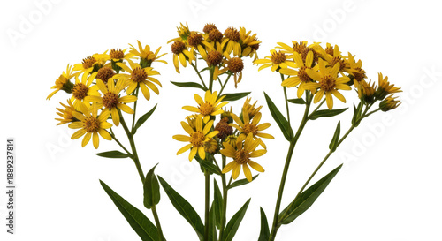Bright yellow cutleaf coreopsis flowers isolated on white background