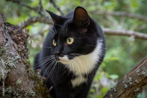 Black and white tuxedo cat in nature
