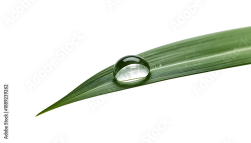A single water droplet on a green leaf tip on transparent background : Elements for World Water Day promotion