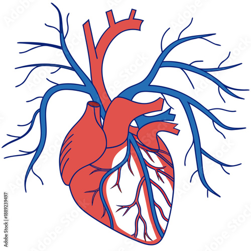 Human Heart Anatomy Illustration Showing Arteries and Veins