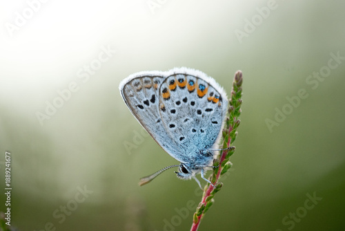 Wallpaper Mural Silver-studded Blue butterfly close up Torontodigital.ca