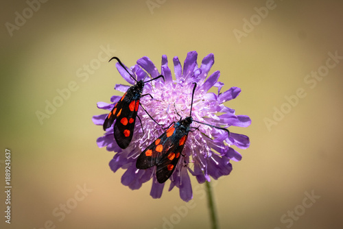 Variable Burnet moth on  field scabious