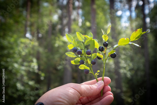 Bilberry or European blueberry and glossy mutant