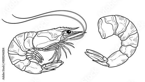 Line drawing of two prawns on a white background; one is whole with detailed antennae and legs, and the other is a peeled segment, showing texture.