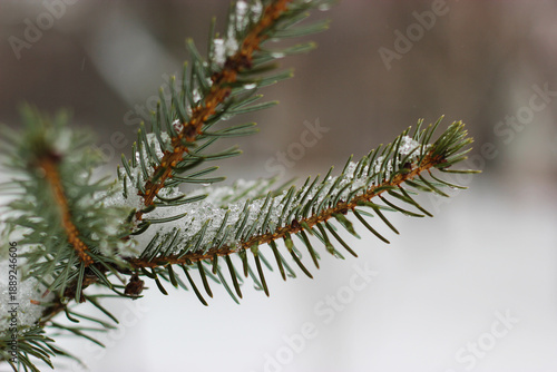Green spruce branch with a mound of melted snow. A fir tree branch with frozen melted snow. Spruce twigs. Frost on the branches of a fir tree. Winter background.
