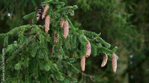 Pine cones hang on evergreen branches in a forest on a clear day in late spring