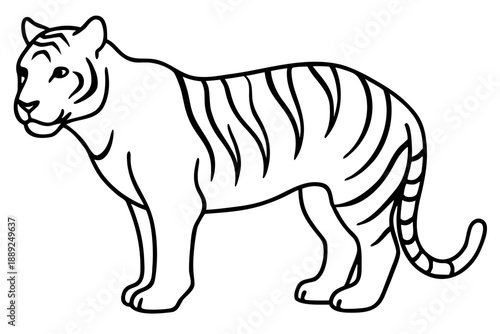 tiger line art white background illustration