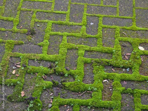 Schilderij op canvas A moss-covered stone pavement, showcasing nature's reclaiming of urban spaces