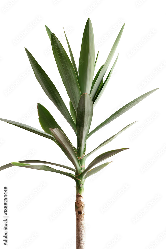 Fototapeta premium Yucca plant stands tall with narrow leaves on a transparent background, ready for design use. The plant is cut out from its original background for easy placement in any project