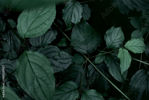Dark green leaves forming a dense, mysterious background with deep shadows. Ideal for website headers, eco branding, wellness marketing, and atmospheric design projects.