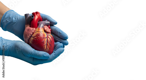 Εκτύπωση καμβά Human heart in gloved hands