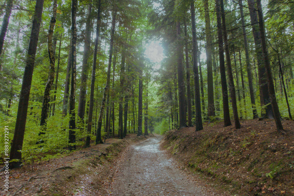 Obraz premium Sunlit forest path surrounded by tall green trees and soft natural light. Perfect for hiking promotions, travel websites, wellness brands, and outdoor lifestyle marketing.