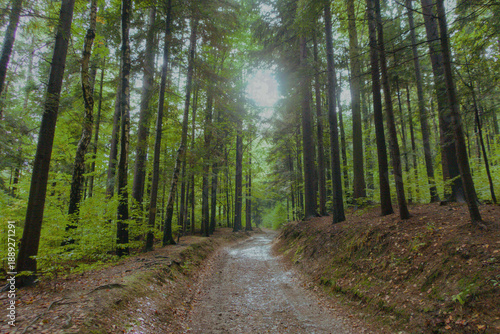 Sunlit forest path surrounded by tall green trees and soft natural light. Perfect for hiking promotions, travel websites, wellness brands, and outdoor lifestyle marketing.