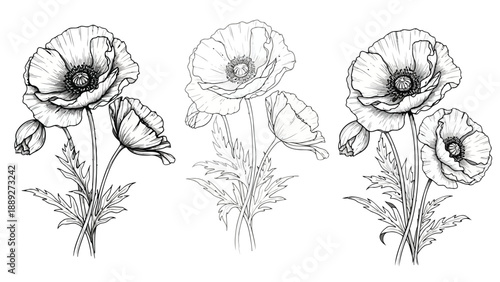 Detailed monochrome illustration of three poppy flowers with delicate stems and leaves