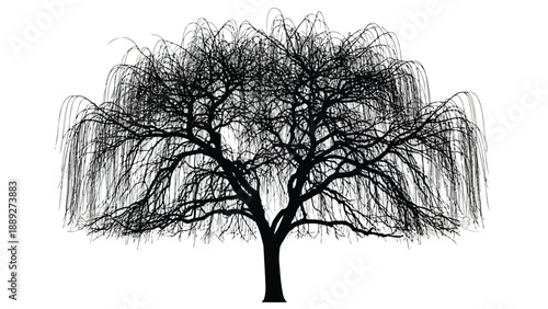 A detailed black and white illustration of a weeping willow tree with cascading branches
