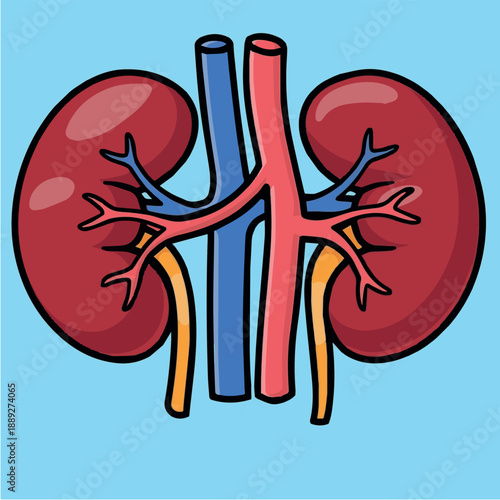 Colorful Illustration of Two Kidneys with Major Blood Vessels