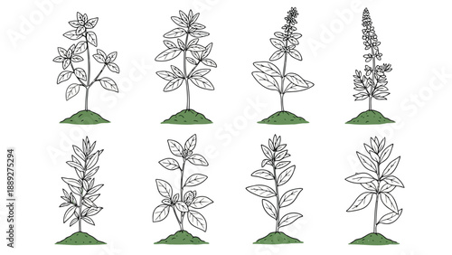 Botanical illustration displaying various plant species with detailed leaves and flowering spikes