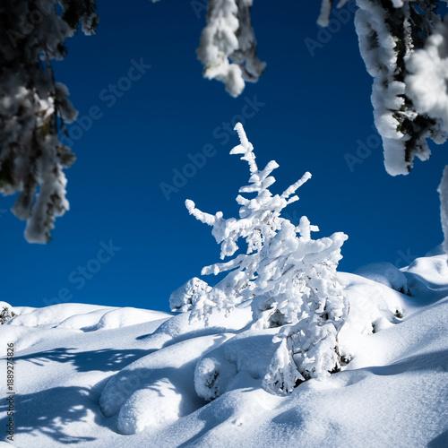 Sunny winter landscape in the mountains
