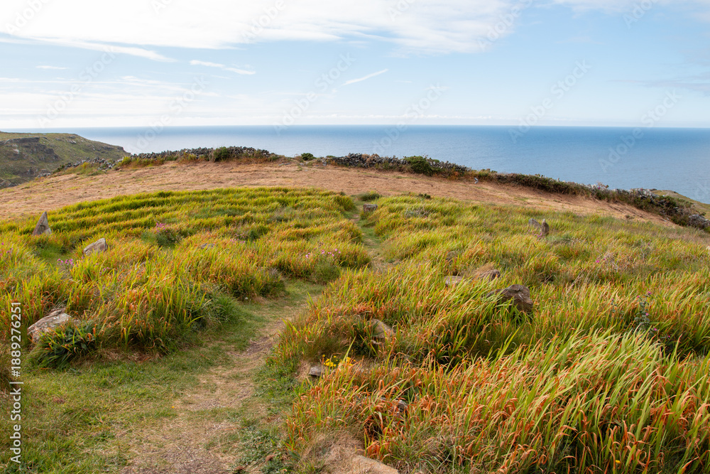 Fototapeta premium Łąka