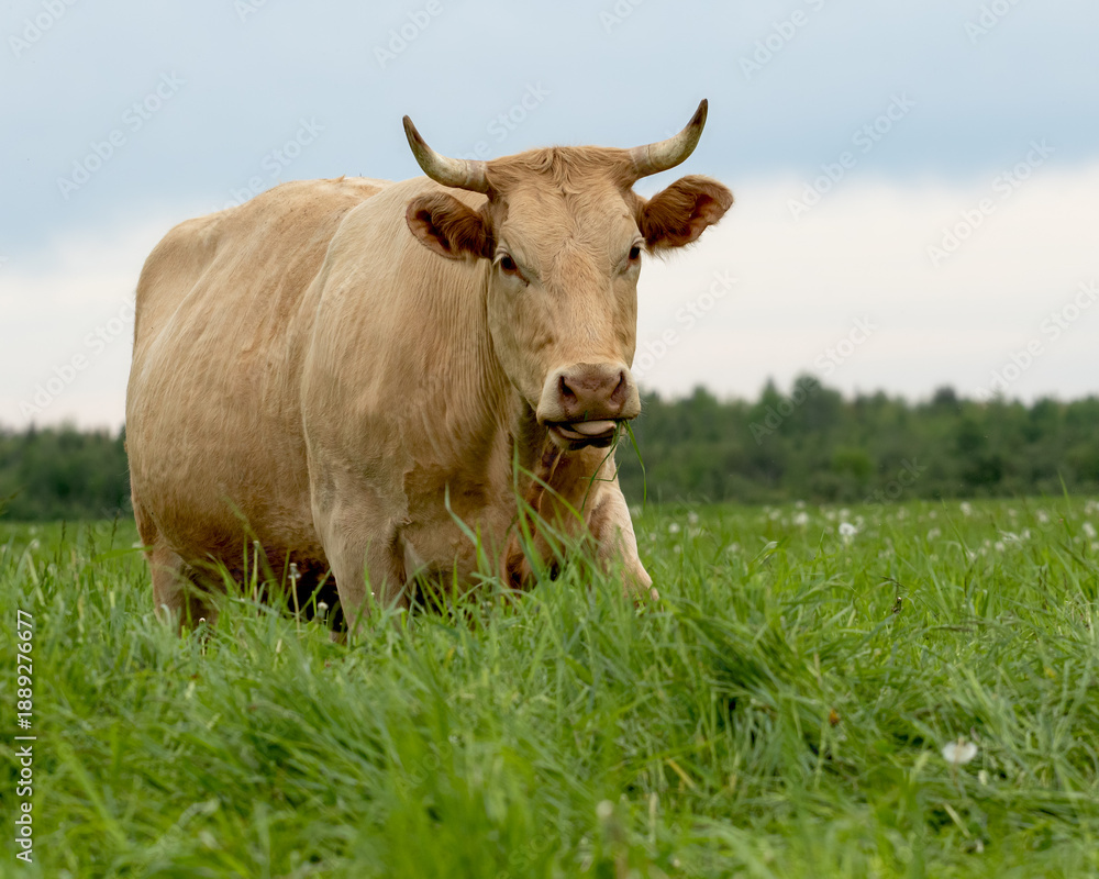 Fototapeta premium A free range cow grazing in a pasture