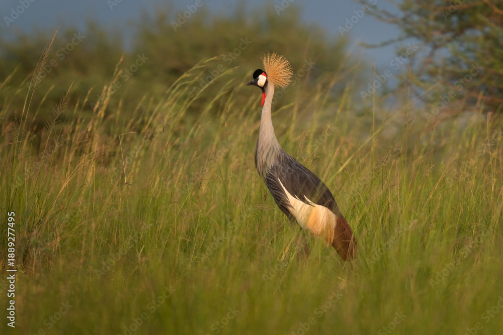 Fototapeta premium The national bird of Uganda. The crowned bird stays in the meadow. A rare crane stands in the grassland.