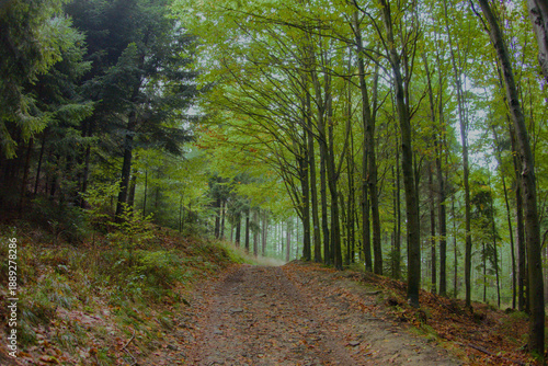 Mystical dark green forest landscape under cloudy skies, dense coniferous trees shrouded in moody atmosphere and soft diffused light. Perfect backdrop. 
