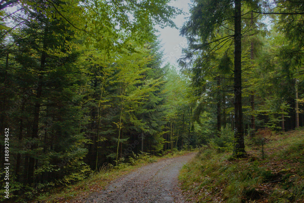 Obraz premium Mystical dark green forest landscape under cloudy skies, dense coniferous trees shrouded in moody atmosphere and soft diffused light. Perfect backdrop. 