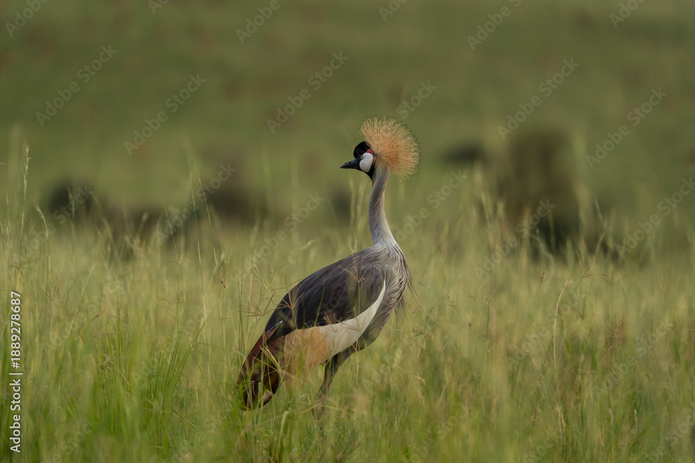 Fototapeta premium The national bird of Uganda. The crowned bird stays in the meadow. A rare crane stands in the grassland.