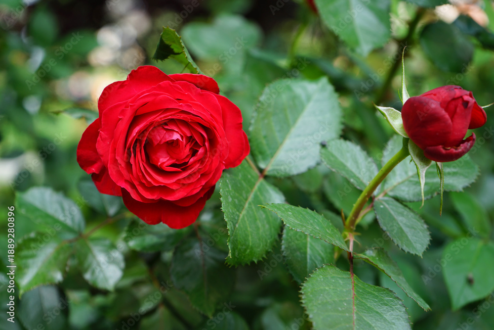 Fototapeta premium red rose in garden