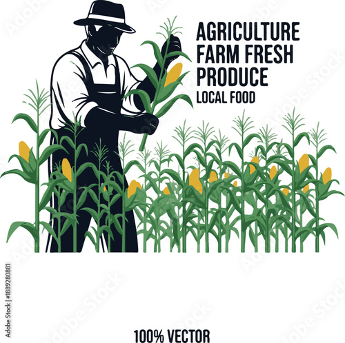 Farmer harvesting organic corn in field, agricultural local food production vector illustration