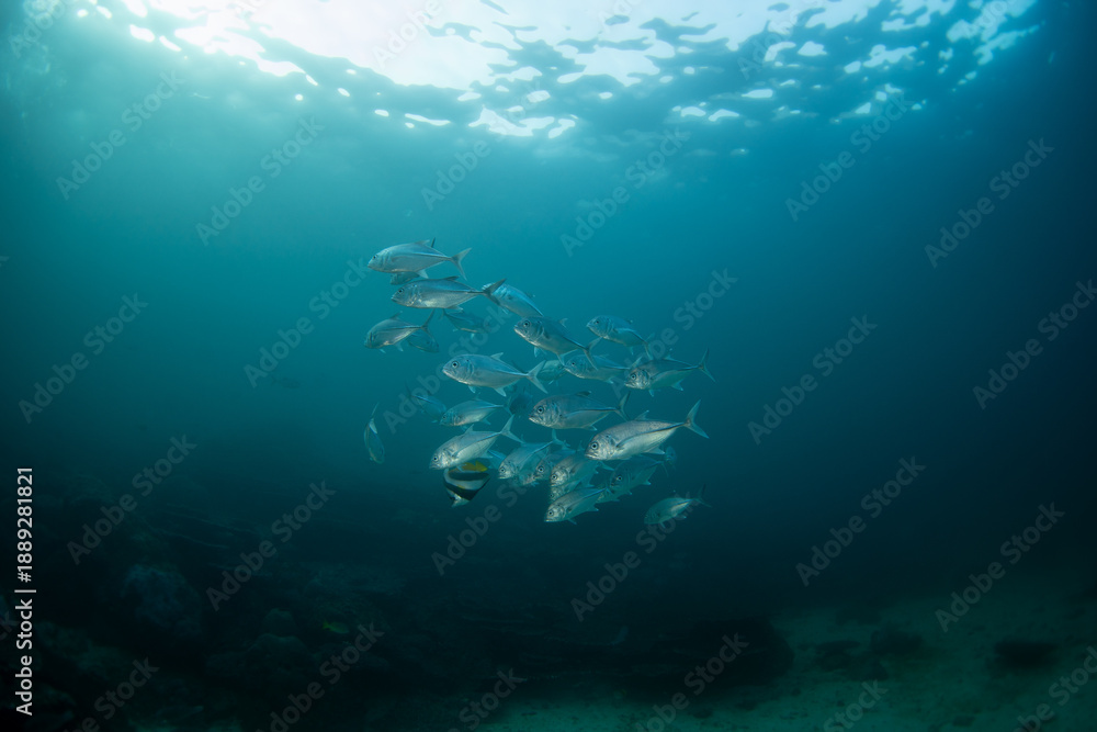 Obraz premium There is a school of bigeye trevally at the reef. A shoal of Caranx sexfasciatus swim near the seabed. The marine life of the Arabian Sea.
