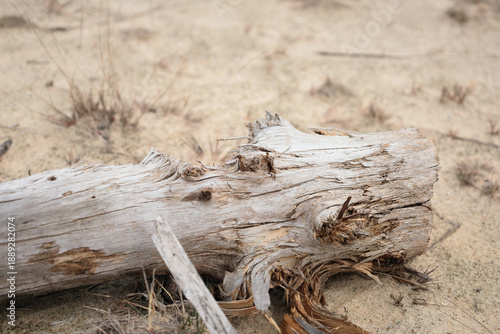 dead tree stump