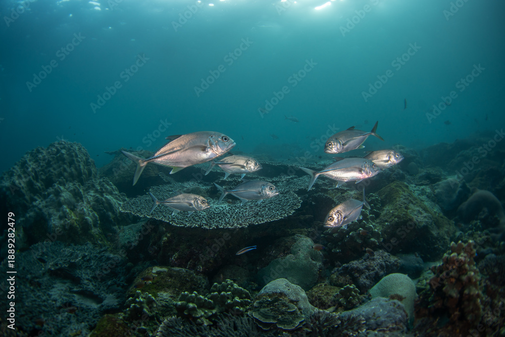 Obraz premium There is a school of bigeye trevally at the reef. A shoal of Caranx sexfasciatus swim near the seabed. The marine life of the Arabian Sea.