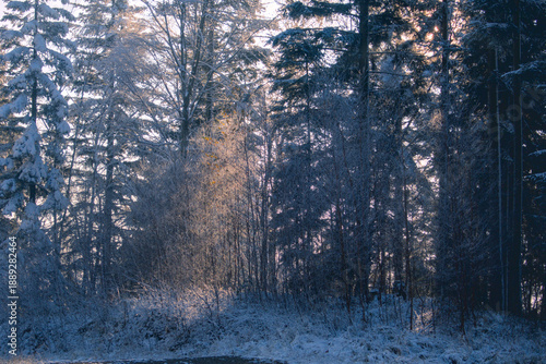 Sunlight streaming through a snowy winter forest in Poland. Frosty trees, soft mist and calm morning mood create a serene natural background for winter and seasonal design.