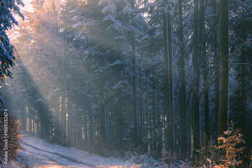 Sunlight streaming through a snowy winter forest in Poland. Frosty trees, soft mist and calm morning mood create a serene natural background for winter and seasonal design.
