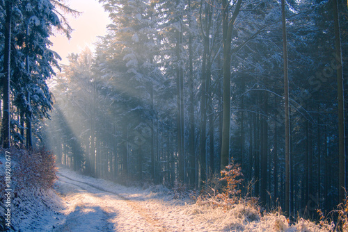 Sunlight streaming through a snowy winter forest in Poland. Frosty trees, soft mist and calm morning mood create a serene natural background for winter and seasonal design.