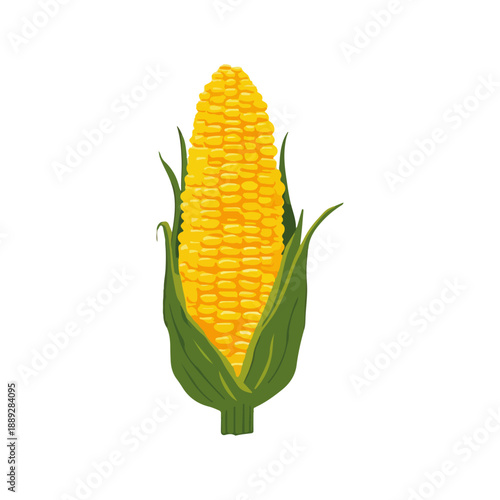 Vibrant yellow ear of corn with green husks, a fresh and healthy vegetable illustration on a white background.