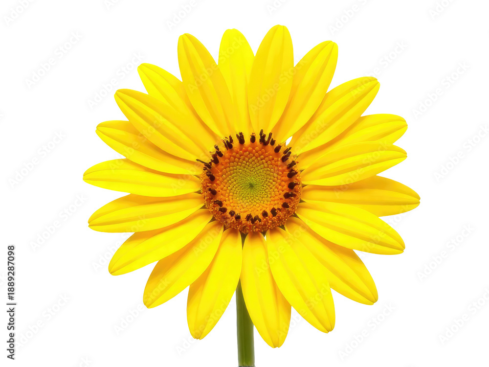 Fototapeta premium A bright yellow flower is the main focus of this image, placed on a clean and pure white background
