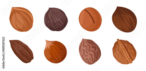 Nuts in shell. Cartoon walnut, cashew, coconut, almond and hazelnut nuts, organic snack food flat vector illustration set. Nutritious nuts in shell on white