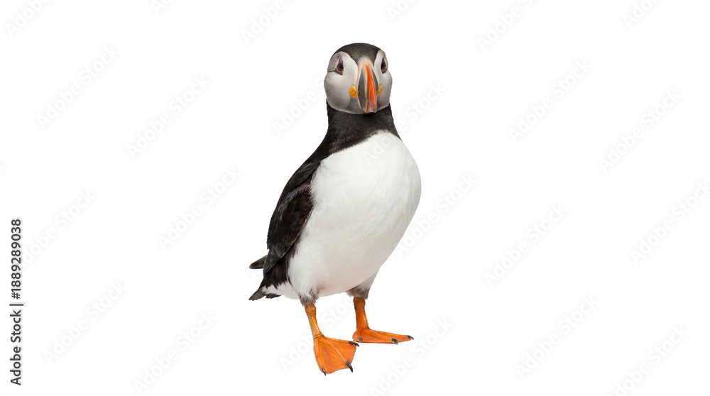 Naklejka premium A puffin standing alone on transparent background