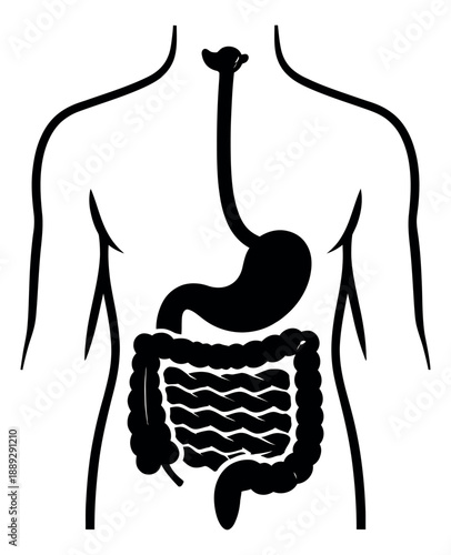 Simple line art illustration of human digestive system depicting internal anatomy for medical education
