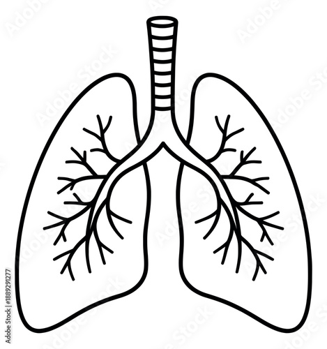 Line art illustration of human lungs depicting the respiratory organ for medical education