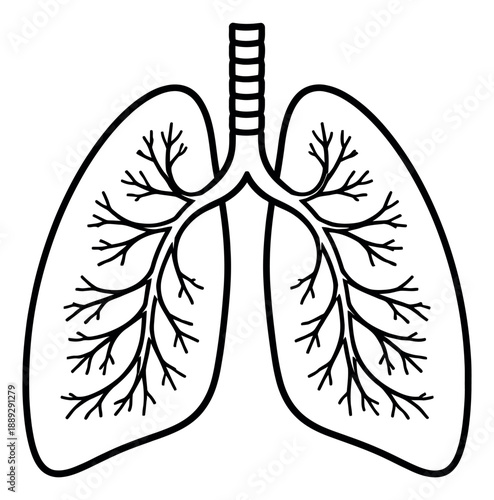 Hand drawn line art illustration of human lungs depicting internal anatomy for medical education